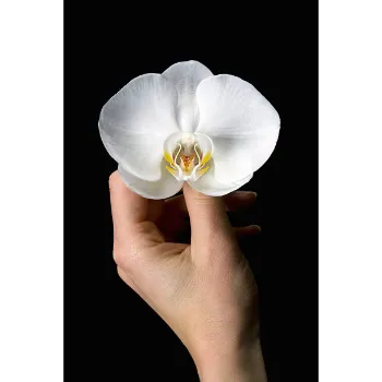 Orchid Flower